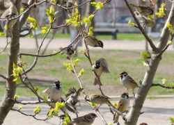 Чик-чирик: жителям Таганрога предложили принять участие в переписи воробьев