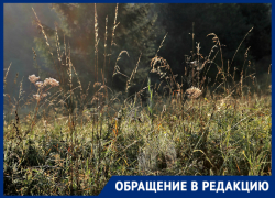 Бурьян выше головы на участке, где депутатом  Станога