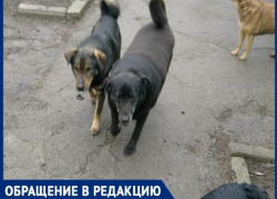 «На ловца и зверь бежит»: таганрожцы продолжают сообщать о случаях нападения собак