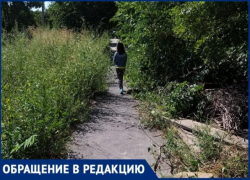 Сквозь амброзию и в темноте пойдут дети в школу № 12 Таганрога