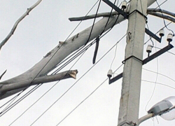 Штормовой ветер обрушил огромное дерево на линию электропередач в Таганроге