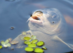 В Таганроге изобрели электронную приманку для рыб 