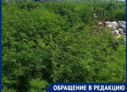 Из-за амброзии крестов не разглядеть: таганрожцы возмущены запущенным кладбищем