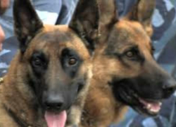 Четвероногие полицейские задержали крупного наркодилера под Таганрогом