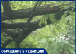 Городские службы «пинают» таганрожцев, а ветка так и висит на газовой трубе и проводах