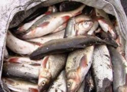 На границе с Украиной таганрогские таможенники задержали контрабандиста