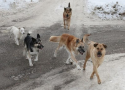 Администрацию Таганрога обязали компенсировать моральный ущерб за укус бездомной собаки