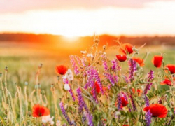 Осадков — минимум: таганрожцам пообещали аномальное лето