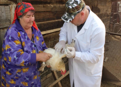 «Птичку жалко!»: на Дону проходит вынужденная вакцинация птиц