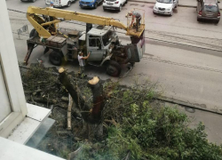 Через несколько часов после публикации «Блокнот Таганрог» исчезло дерево по ул. П. Тольятти