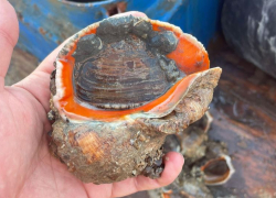 Новый хозяин Азовского моря: что будут ловить таганрогские рыбаки к 2030 году