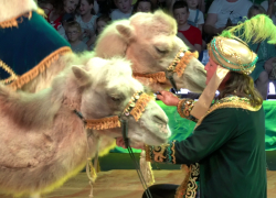 Не упустите шанс увидеть чудо! Впервые в Таганроге цирк «Арена Ягуар»