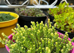 Сажайте легко, наслаждайтесь долго — эксклюзивные растения для вашего сада