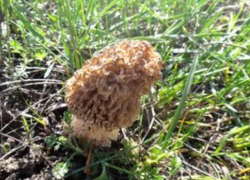 Таганрогским грибникам: не собирайте редкие виды, охраняемые законом