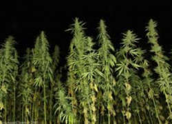 Таганрожцу присудили 15 месяцев колонии за хранение марихуаны