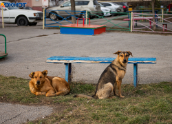 Сколько бюджетных денег тратят в Таганроге на бездомных собак?