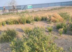 Опасная зона Таганрога - поле амброзии вдоль набережной