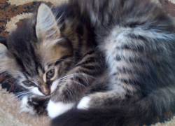 Полосатая таганрогская красотка ищет хозяев в Международный день кошек
