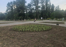 Зеленые насаждения на Пушкинской набережной до сих пор не восстановили