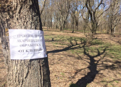 38 таганрожцев пострадали от укусов клещей с начала года