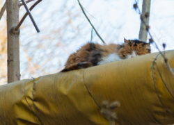 Приют для животных может появиться в Таганроге