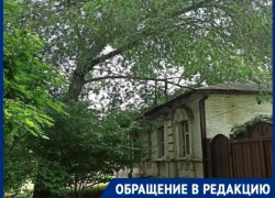 Дерево нависло над жилым домом и ЛЭП, но власти бездействуют