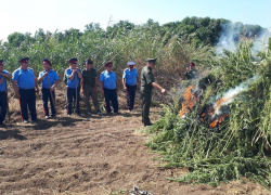 В Куйбышевском районе казаки уничтожили более тонны конопли 