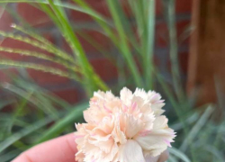 Товар дня:  гвоздика Диана и Дейвон Крим