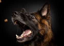 Относитесь как к тигру: что делать при встрече с агрессивной собакой