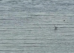 "Святые" чайки из Таганрога покорили интернет