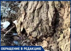 Опасное высохшее дерево может упасть на голову детям, которые идут через рощу Дубки