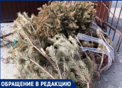 «Праздник» не покидает таганрожцев - «Экотранс» так и не вывез елки и мусор
