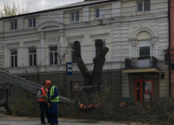 В Таганроге на улице Петровской стали вырубать деревья