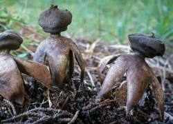 Редкий гриб звездовик мешковидный можно встретить в Ростовской области