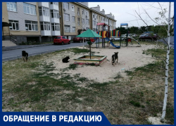Бродячие собаки атакуют детские площадки в Таганроге