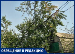 Убьёт, не убьёт? Дерево грозит обрушить электропровода вблизи дома - таганрогским службам не до него
