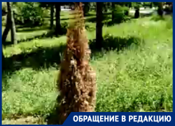 В Таганроге в обновленном Приморском парке уже начали увядать деревья
