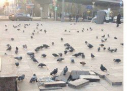 Горожане ищут виноватых в плохих дорогах и считают, что  это -  голуби
