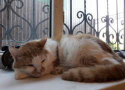 Мать десятилетнего мальчика боится расправы над обвиненным в живодерстве сыном в Таганроге