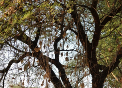 В Дубках спилили еще три вековых дерева: вот в чем причина 