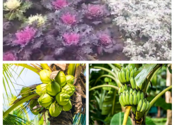 Субтропики – вероятное будущее Таганрога