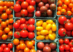 Обзор лучших сортов томатов для Таганрога и области