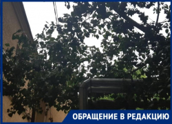 5 государственных организаций отказали таганрожцам, которые просили убрать сломанное дерево