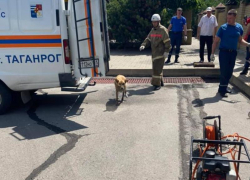 Служба 112 Таганрога спасла бездомную собаку из ливневого колодца