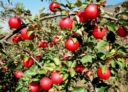 В заброшенном саду под Таганрогом собрали урожай взрывоопасных «ягод»