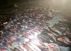 За улов под Таганрогом на 1,5 млн рублей мужчине грозит срок 