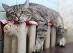 Жители Таганрога могут не дождаться тепла в этом году