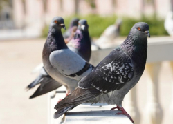 Голубь для таганрожцев – символ мира или ненавистная птица? 