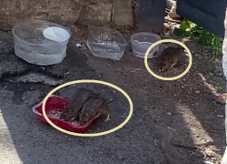 Жирные крысы в центре Таганрога обедают под ногами у прохожих