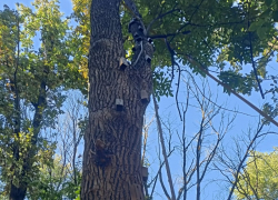 Огромные гвозди в вековых дубах: варвар изводит рощу тарзанками, таганрогские эковолонтёры грозят расправой 